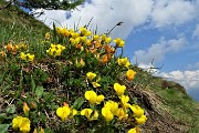 Anello Laghi di Ponteranica-Monte Avaro dai Piani il 3 giugno 2020  - FOTOGALLERY